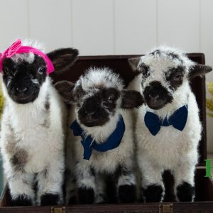 Sheep