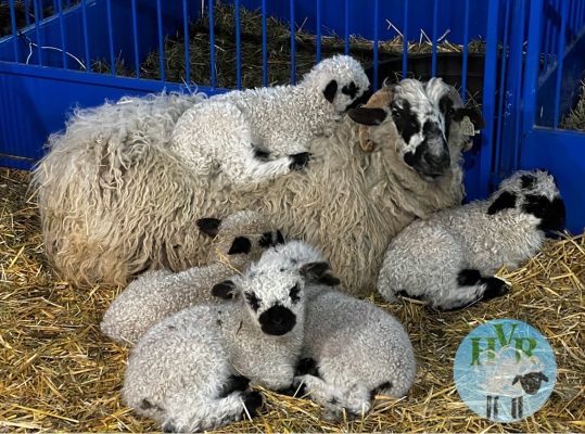 Sheep and lambs resting together in a pen