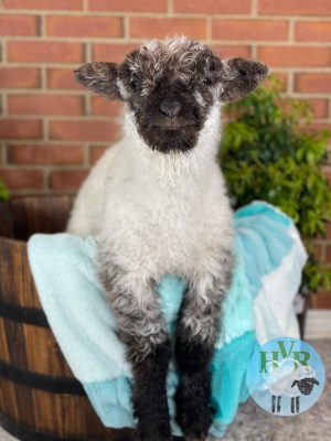 A lamb on a turquoise blanket