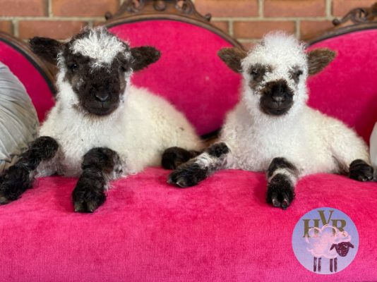 Two lambs resting on a pink chair