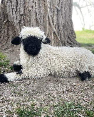 A sheep resting beside a tree