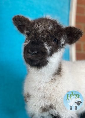 A lamb looking toward the camera