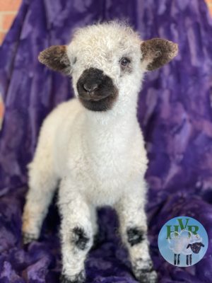 A lamb against a purple backdrop