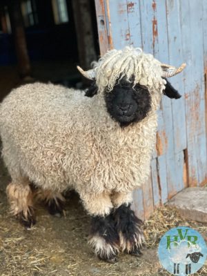 A sheep standing in a barn doorway