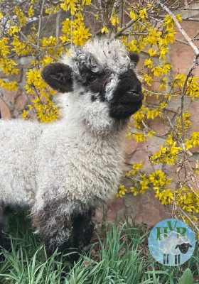 A lamb standing near yellow flowers