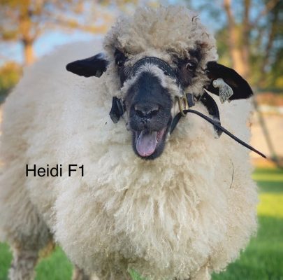 Heidi with her mouth open