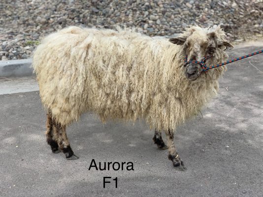 Aurora standing on a path