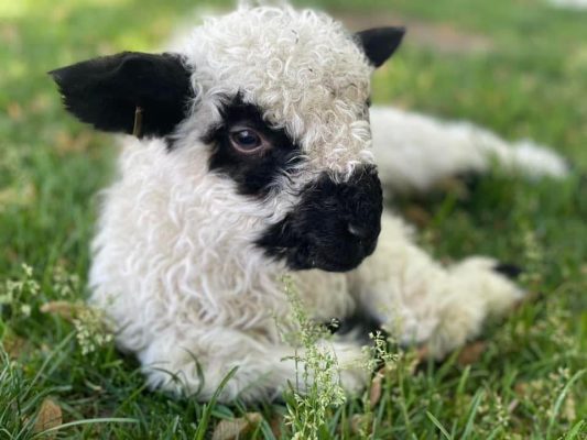 A lamb resting in the grass
