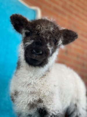A dark-faced lamb against a blue background