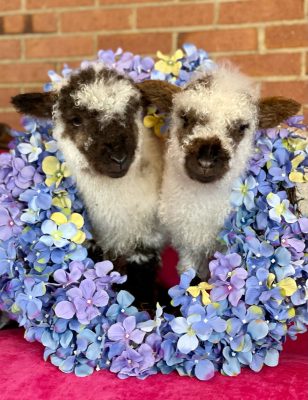 Two lambs surrounded by purple flowers