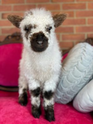 A lamb standing on a pink seat