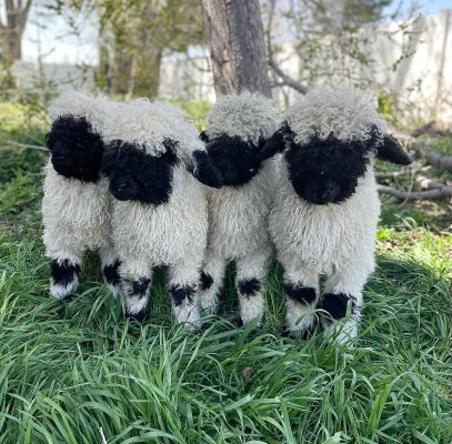 Four lambs together in the grass