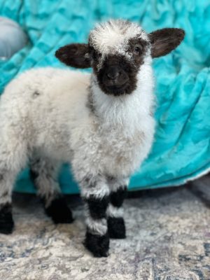 A lamb standing against a turquoise cushion