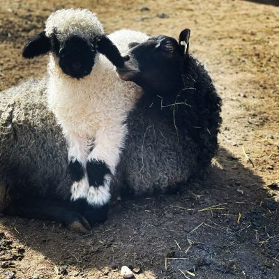 A white lamb and a black lamb resting together