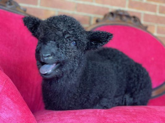 A black lamb curled up on a pink cushion