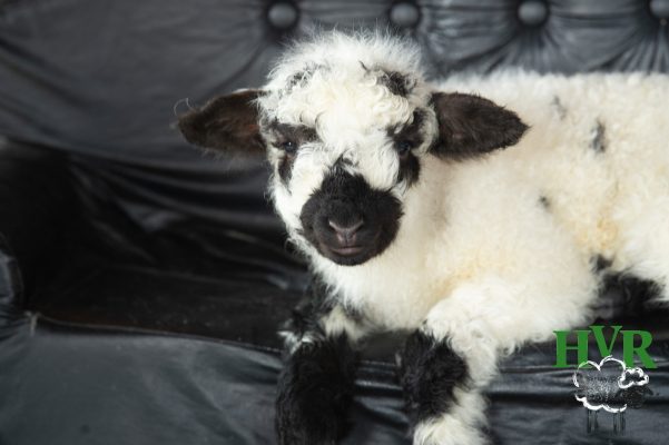 A lamb resting on a black chair