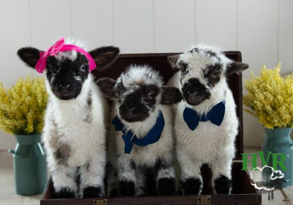 Three lambs wearing bows