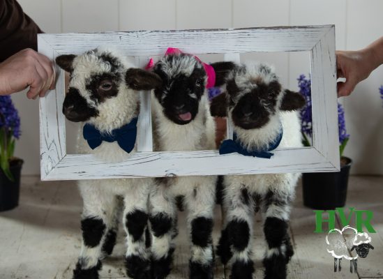 Three lambs looking through a picture frame