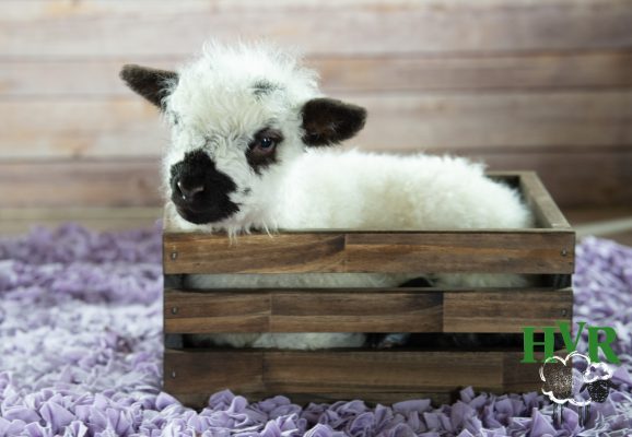 A lamb resting in a wooden crate