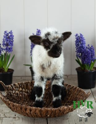 A lamb on a wooden tray beside flowers