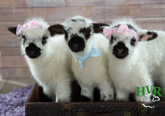 Three lambs in a wooden box
