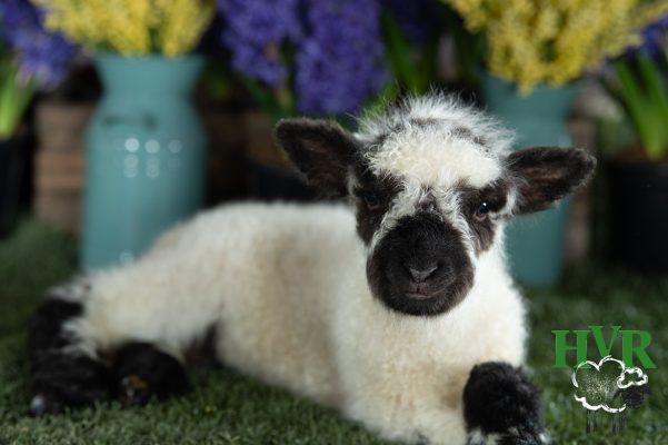 A lamb lying beside flowers
