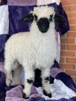 A lamb with its head tilted