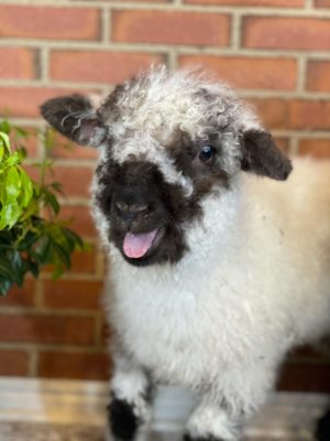 A lamb with its mouth open