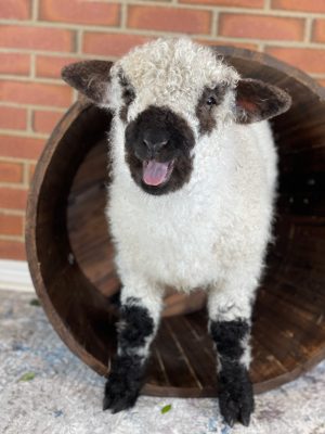 A lamb standing on a wooden chair