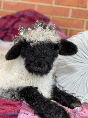 A lamb wearing a small decorative crown