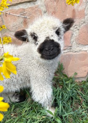 A lamb beside a brick wall