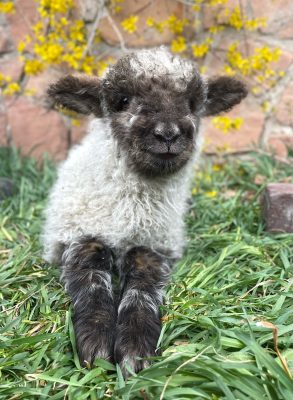 A lamb resting in the grass near yellow flowers