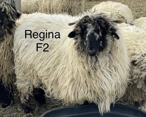 Regina standing beside the flock