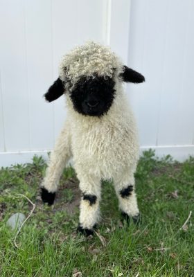 A lamb standing beside a white fence